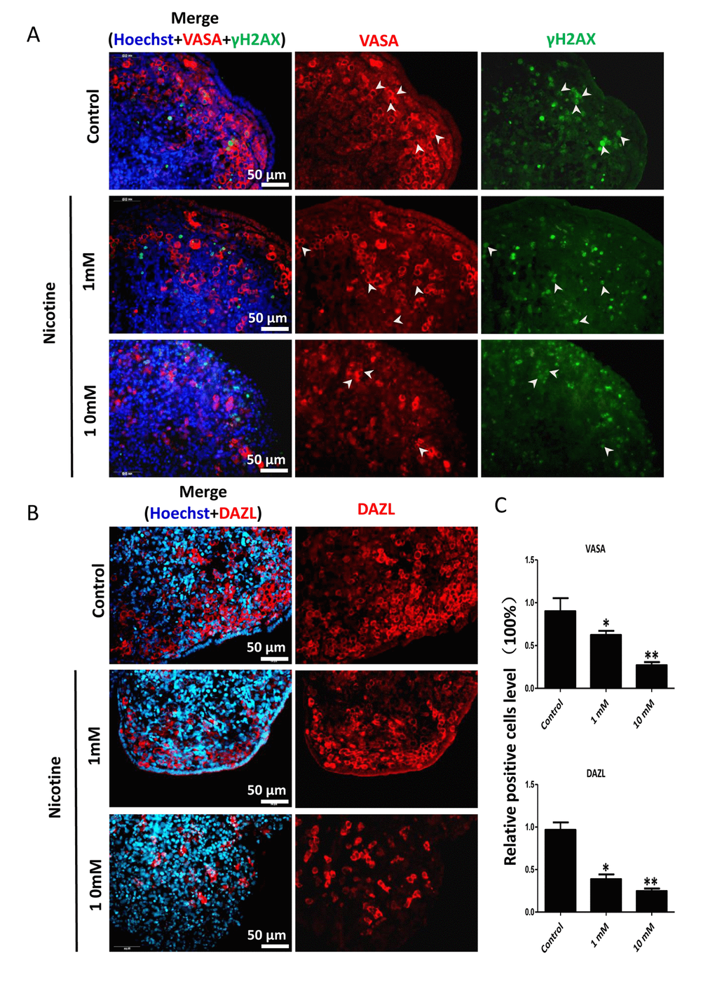 Dose-dependent decrease or increase of the number of germ cell (VASA, DAZL) and of γH2AX positive cells, respectively, in nicotine treated fetal ovaries cultured for 4 days. (A) Representative IF images of ovarian tissue sections for VASA and γH2AX; note that only a subset of the γH2AX positive cells were also VASA positive (arrow heads); (B) Representative IF images of ovarian tissue sections for DAZL; (C) Relative percentage of VASA and DAZL positive cells of ovaries cultured without (control) and with 1mM or 10mM nicotine. All experiments were repeated at least three times. (*) and (**) indicate significant (P 