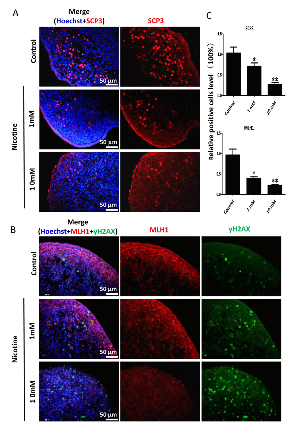 Dose-dependent decrease or increase of the number of meiotic germ cells (SCP3, MLH1) and of γH2AX positive cell, respectively, in nicotine treated fetal ovaries cultured for 4 days. (A) Representative IF images of ovarian tissue sections for SCP3; (B) representative IF images of ovarian tissue sections for MLH1 and γH2AX; (C) Relative percentage of SCP3 and MLH1 positive cells of ovaries cultured without (control) and with 1mM or 10mM nicotine. All experiments were repeated at least three times. (*) and (**) indicate significant (P 