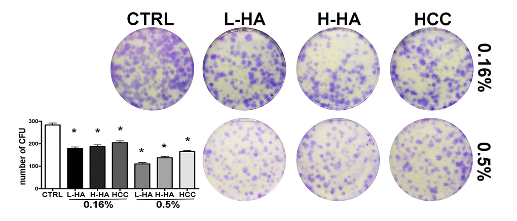 CFU assay. The pictures show representative crystal violet staining of clones obtained after 14 days of incubation with MSCs plated following treatment with different HA solutions. The mean number of clones (± SD, n = 3, *p