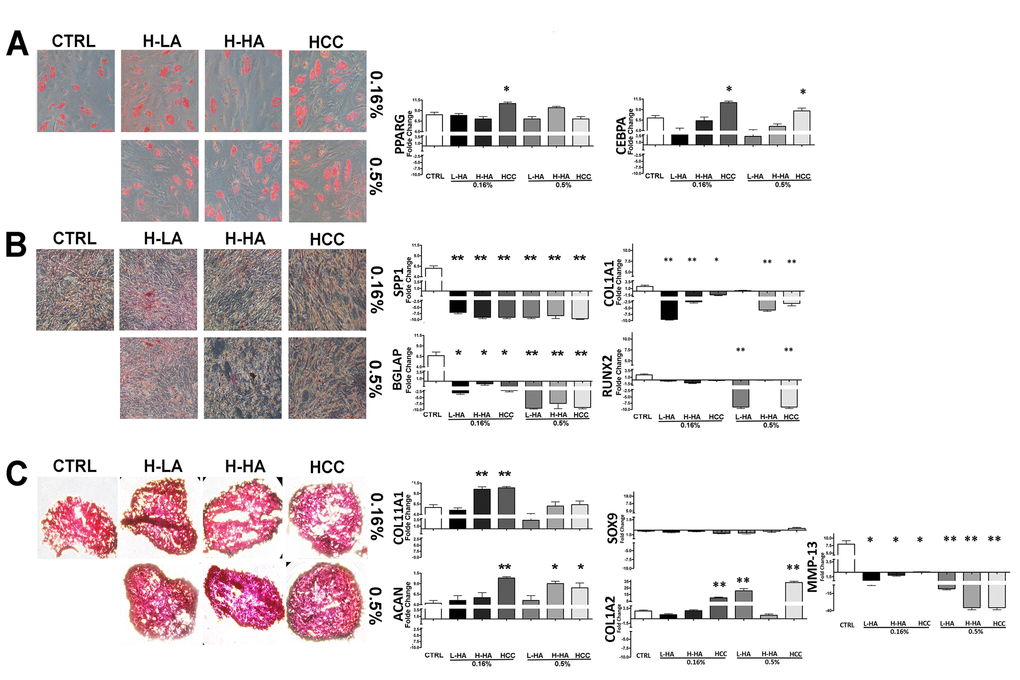 Adipocyte (A), osteocyte (B), and chondrocyte (C) differentiation of MSCs treated with a different HA solution. On the left, there are representative images of Oil Red Oil (A), Alizarin Red S (B), and Safranin O (C) staining for every experimental condition. On the right, quantitative RT-PCR analysis of several differentiation markers. The mRNA levels were normalized to GAPDH mRNA expression, which was selected as an internal control. Histograms show expression levels in the different conditions. Data are expressed as arbitrary units with standard error (± SD, n = 3, *p 