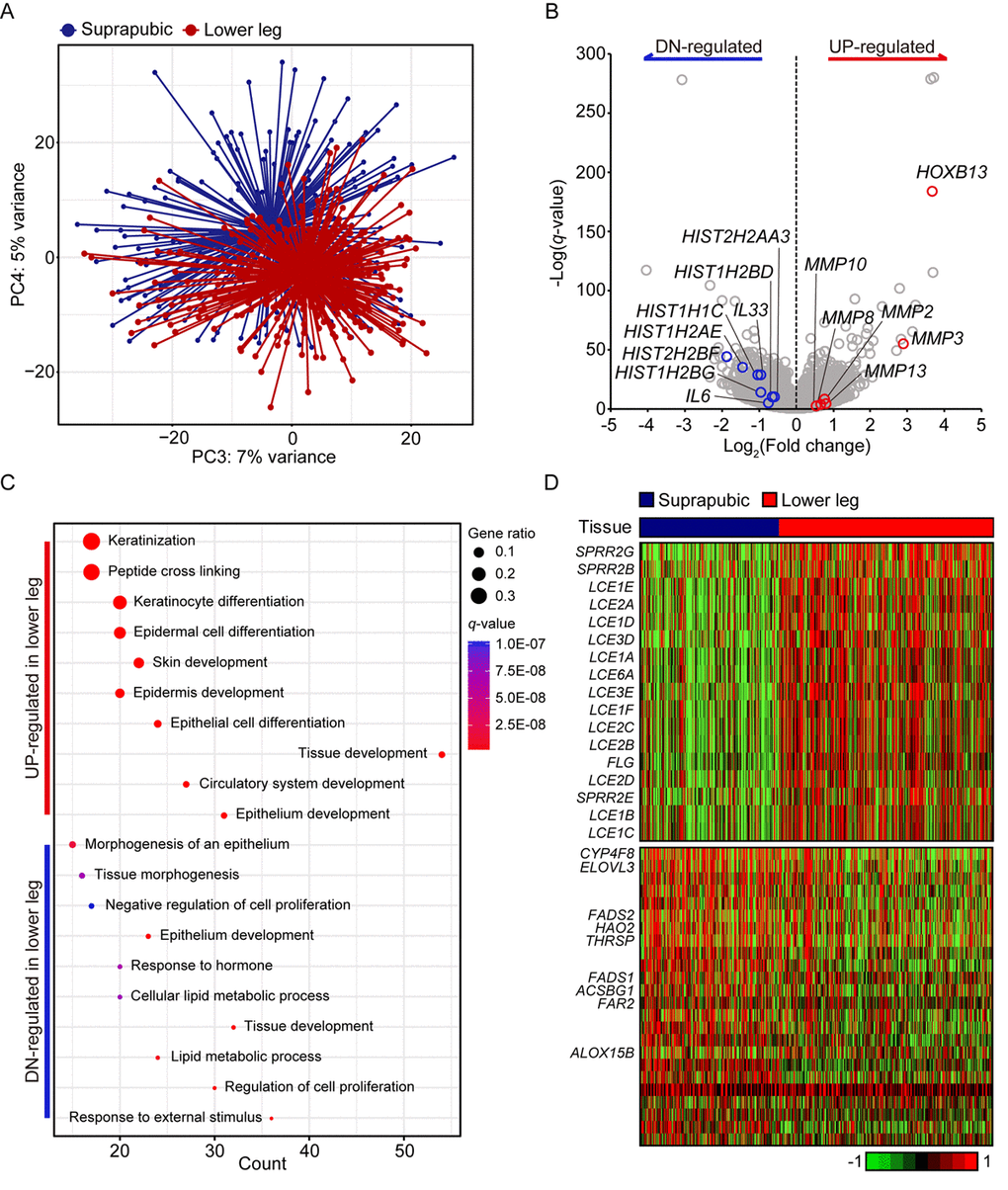 Transcriptome analysis of lower leg (UV exposed) and suprapubic (UV protected) skin samples. (A) Distinct separation of two groups was observed with principal component analysis. (B) Differentially expressed genes were displayed on the volcano plot. A few notable genes were marked. (C) Using differentially expressed genes, enriched pathways were shown in dot plot. Top 10 the most enriched pathways were used. Gene ratio = no. of genes that were enriched on the given pathway/ total no. of genes on the given gene set. q-value illustrated the significance. (D) Gene expression profiles of epidermal differentiation complex component genes (upper panel) and lipid metabolic process related genes (lower panel).