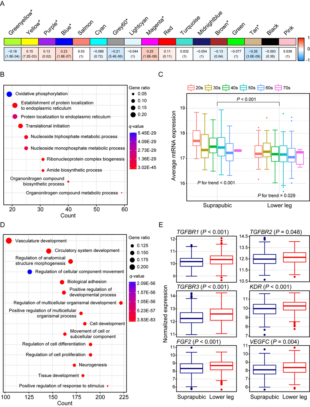 Weighted gene co-expression network analysis using all samples. (A) Module trait relationship of constructed modules. The statistically significant modules were marked with asterisk. The correlation values and Bonferroni-corrected P-values (in the bracket) were marked. (B) Pathway enrichment result for tan module. Top 10 the most enriched pathways were shown. (C) Estimated mitochondrial DNA copy number using mitochondrial RNA (mtRNA) expression level. Both tissues showed down-regulation of average mtRNA expression with aging (suprapubic: P for trend P for trend = 0.025). (D) Pathway enrichment result for blue module. Top 15 the most enriched pathways were used. (E) Relative gene expression levels of six angiogenesis related genes from blue module.