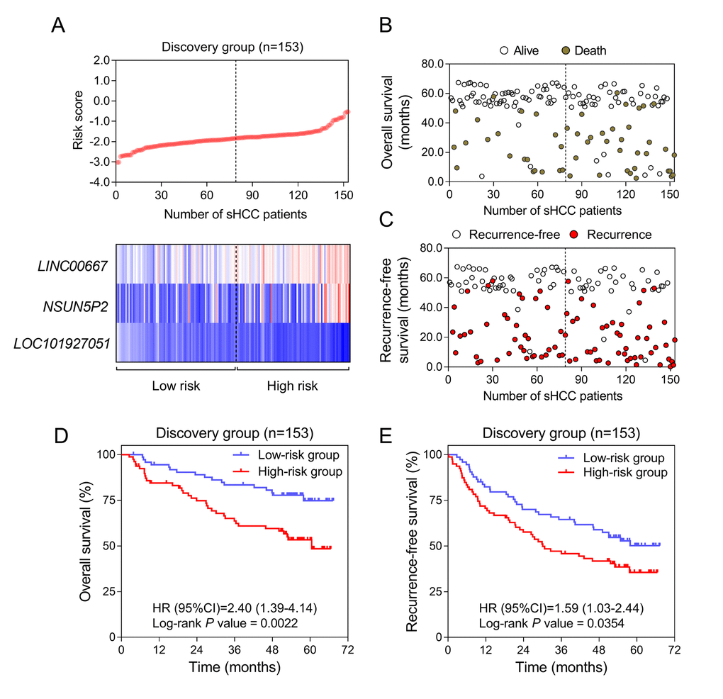 Construction of the three-lncRNA risk model of sHCC with GSE14250. (A) LncRNA risk score analysis in the discovery series. (Upper) LncRNA risk score distribution of 153 sHCC patients. (Lower) Expression heatmap of the three lncRNAs corresponding to each sample above. Red: high expression; Blue: low expression. (B and C) Survival (B) and recurrence (C) status of every patient in the discovery dataset (N=153). (D and E) Kaplan-Meier analysis for OS (D) and RFS (E) using the lncRNA-signature in GSE14520.