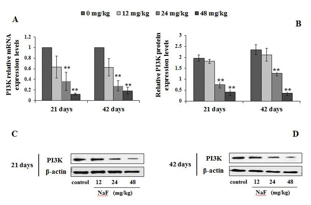 Changes of mRNA and protein expression levels of PI3K in the spleen at 21 and 42 days of the experiment. (A) The relative mRNA expression levels. (B) The relative protein expression levels. (C, D) The western blot assay. Data are presented with the mean + standard deviation (n=8), *p p 