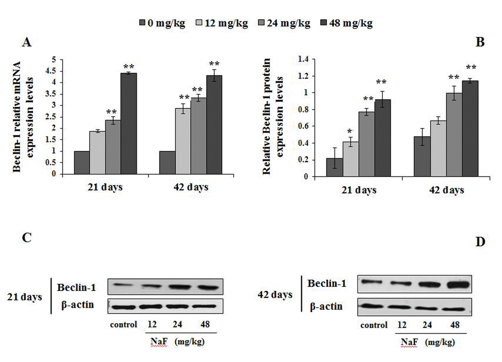 Changes of mRNA and protein expression levels of Beclin-1 in the spleen at 21 and 42 days of the experiment. (A) The relative mRNA expression levels. (B) The relative protein expression levels. (C, D) The western blot assay. Data are presented with the mean + standard deviation (n=8), *p p 