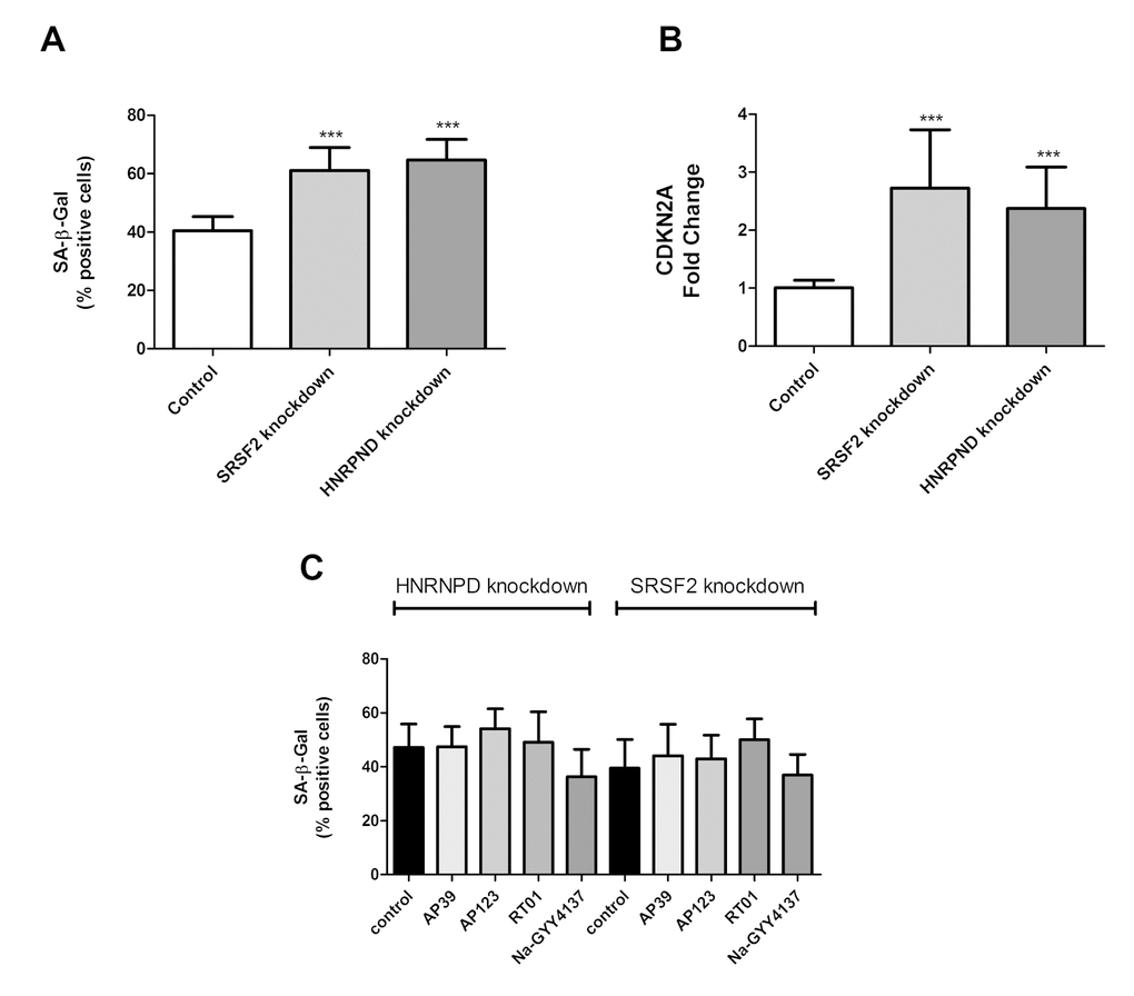 The cellular and molecular effects of targeted knockdown of HNRPND and SRSF2 genes. (A) Senescent cell load as indicated by SA-β-Gal staining following either HNRPND or SRSF2 gene knockdown. n>300 cells for each sample. (B) Senescent cell load as indicated by CDKN2A gene expression following HNRPND or SRSF2 gene knockdown. Data are expressed relative to stable endogenous control genes GUSB, IDH3B and PPIA, and normalised to the levels of the individual transcripts in vehicle only controls. (C) The effect of HNRPND or SRSF2 gene knockdown on senescent cell load after H2S donor treatment. Data are derived from duplicate testing of 3 biological replicates. Statistical significance is indicated by *** p