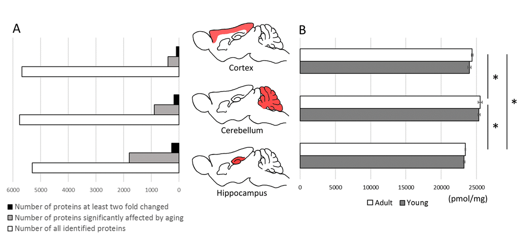 The effect of aging on total protein expression in brain structures. The comparison of proteins identified quantitatively in cortex, cerebellum and hippocampus and the number of proteins affected significantly (pA).The total molar (pmol/mg) concentration of proteins in brain formations of young and middle-aged mice (B). Asterisks indicate a statistically significant difference (p 