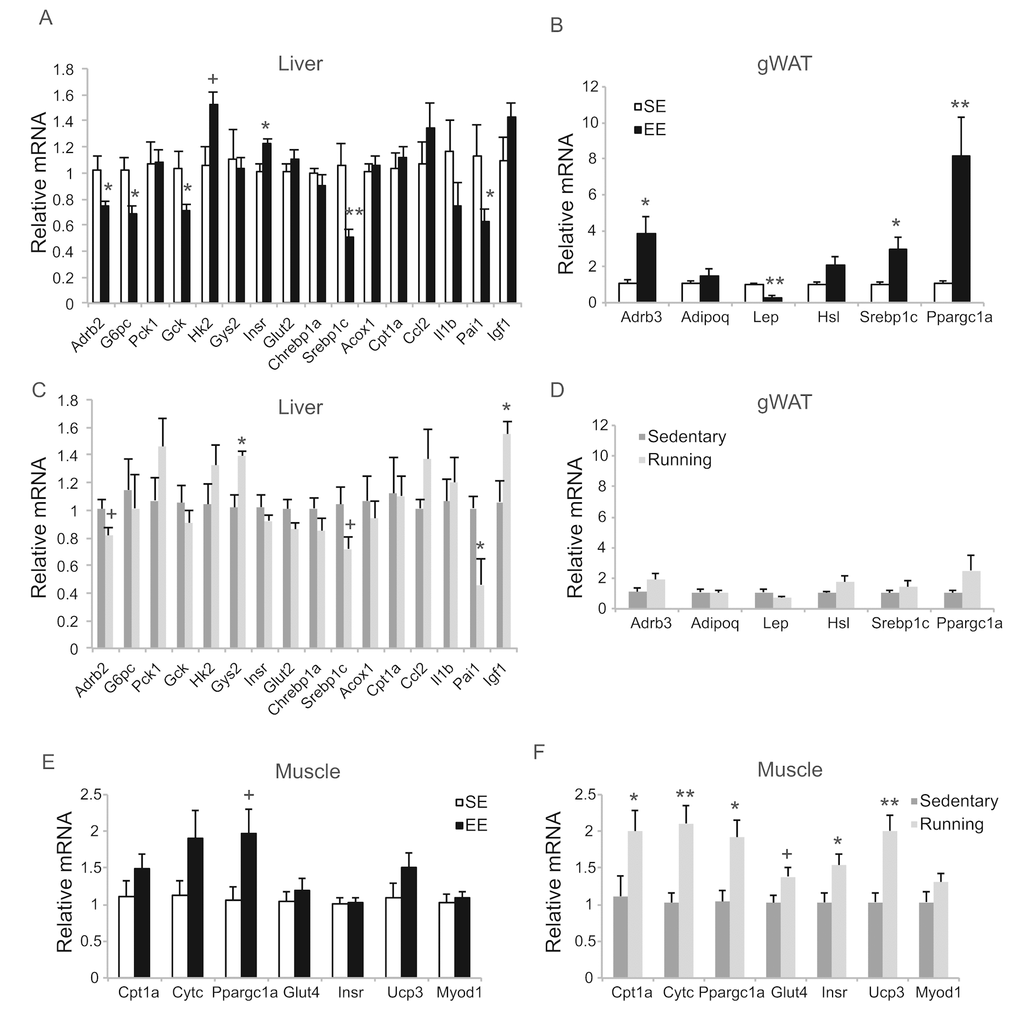 Gene expression profiles of short-term EE and voluntary running. Gene expression profiles of liver (A), gWAT (B), and gastrocnemius muscle (E) in EE. n=6 per group. Gene expression profiles of liver (C), gWAT (D), and gastrocnemius muscle (F) in voluntary running. n=5 for sedentary group, n=7 for running group. * PPP