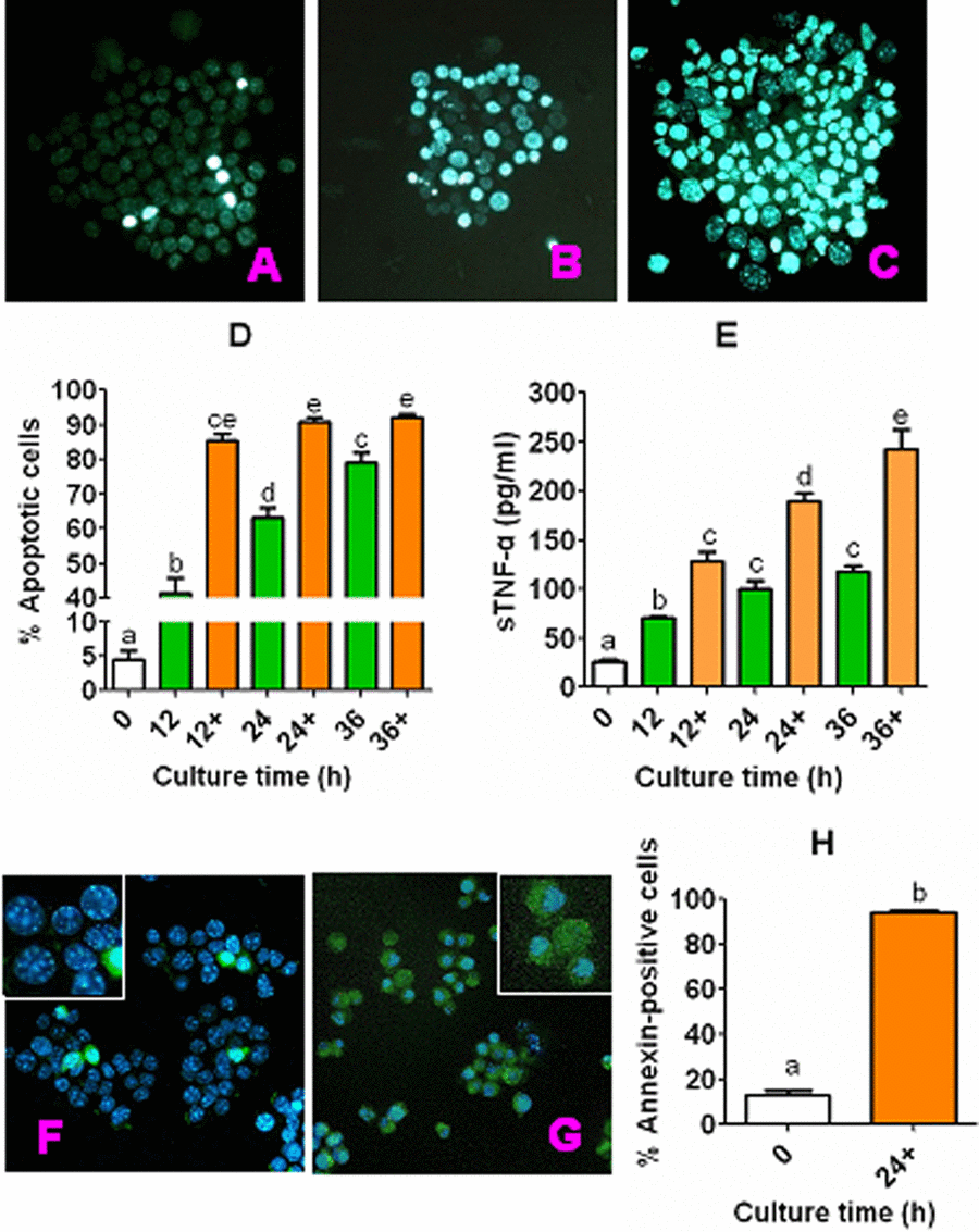 Apoptosis and sTNF-α release during culture of CCs. CCs recovered from newly ovulated oocytes were cultured in CZB medium alone or with 200-µM H2O2 (+). At different times of the culture, rates of apoptotic cells were observed after Hoechst or annexin-V staining, and concentrations of sTNF-α in CM were measured by ELISA. Both the Hoechst and annexin-stained smears were observed under a fluorescence microscope (Original magnification ×400). Micrographs (A), (B) and (C) show Hoechst-stained smears of CCs cultured for 0 h or 24 h in CZB alone or CZB with H2O2, showing approximately 6%, 54%, and 85% apoptotic cells, respectively. Micrographs (F) and (G) show Hoechst and annexin-V double-stained smears of CCs cultured for 0 and 24 h, respectively, in CZB with H2O2, showing approximately 13% and 94% apoptotic cells, respectively. The photos are merged images with Hoechst and annexin-V colored blue and green, respectively. Graphs (D) and (H) show percentages of apoptotic CCs revealed by Hoechst and annexin-V staining, respectively. Each treatment was repeated 3-4 times with each replicate containing CCs from about 60-90 freshly recovered (0 h) COCs or from one well of cultured cells. Graph E shows levels of sTNF-α in CM, and each treatment was repeated 3 times with each replicate including 100 µl of CM from one culture well. a–e: Values with a different letter above bars differ significantly (P 