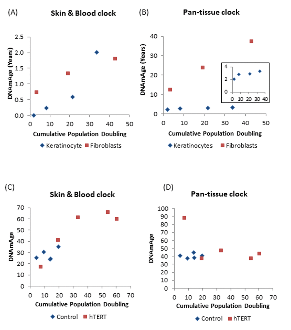 DNAm age versus population doubling levels. Each panel reports a DNAm age estimate (y-axis) versus cumulative population doubling level, respectively. Plots in the left and right panels correspond to the new skin & blood clock (A,C) and the pan-tissue clock (B,D) respectively. (A,B) Tracking of the epigenetic ages of neonatal fibroblasts (Red squares) and keratinocytes (Blue diamonds) in function of population doubling. Inset graph in (B) is a plot of ages of only the keratinocyte population (C,D). Epigenetic ages of human coronary artery endothelial cells derived from a 26 year old donor, in function of cumulative population doubling. Ages of uninfected control cells, which senesced after cumulative population doubling of 20, are shown in blue while those bearing hTERT, with extended proliferative capacity are in red. The blue dots with the highest cumulative doubling are at points when the cells reached replicative senescence. Cells with hTERT (represented by red squares) do not senesce and the last dots indicate the termination of the experiment.