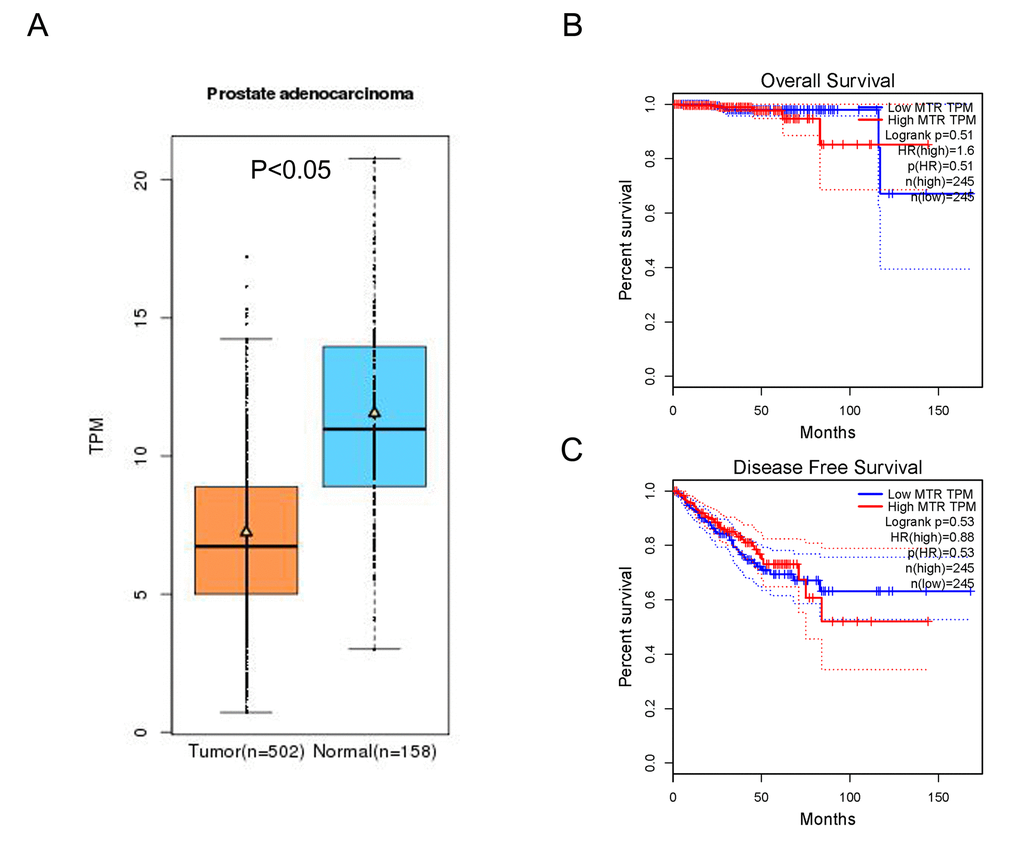 In-silico analysis of MTR expression. (A) The relative expression of MTR in PCa tissue and paracancerous tissue (Normal) using TCGA database. TPM (Transcripts Per Kilobase Million) stands for the expression of MTR in each tissue. MTR expression in PCa tissue was lower than that in normal tissue (data from 502 PCa and 158 normal samples, P B) or disease free survival time (C) of prostate cancer patients (P > 0.05).