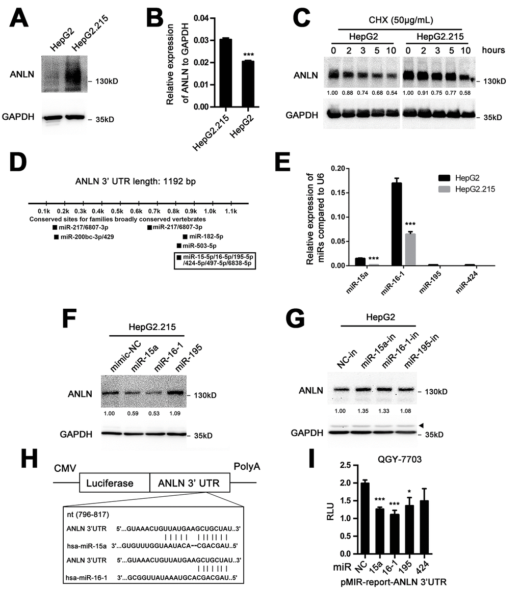 MiR-15a and miR-16-1 mediate the downregulation of ANLN expression in HCC cells. (A) Western blotting analysis of ANLN protein expression in HepG2 and HepG2.215 cells. (B) QPCR analysis of ANLN mRNA expression in HepG2 and HepG2.215 cells. (C) Endogenous ANLN protein turnover in HepG2 and HepG2.215 cells over the course of 10 h following the addition of 200 μg·mL-1 cycloheximide. GAPDH indicates total protein loading for each sample. The relative fold changes of each sample compared with time 0 are shown below. (D) Potential microRNAs targeting full-length ANLN mRNA are shown using the TargetScan tool (<a href="http://www.targetscan.org" target="