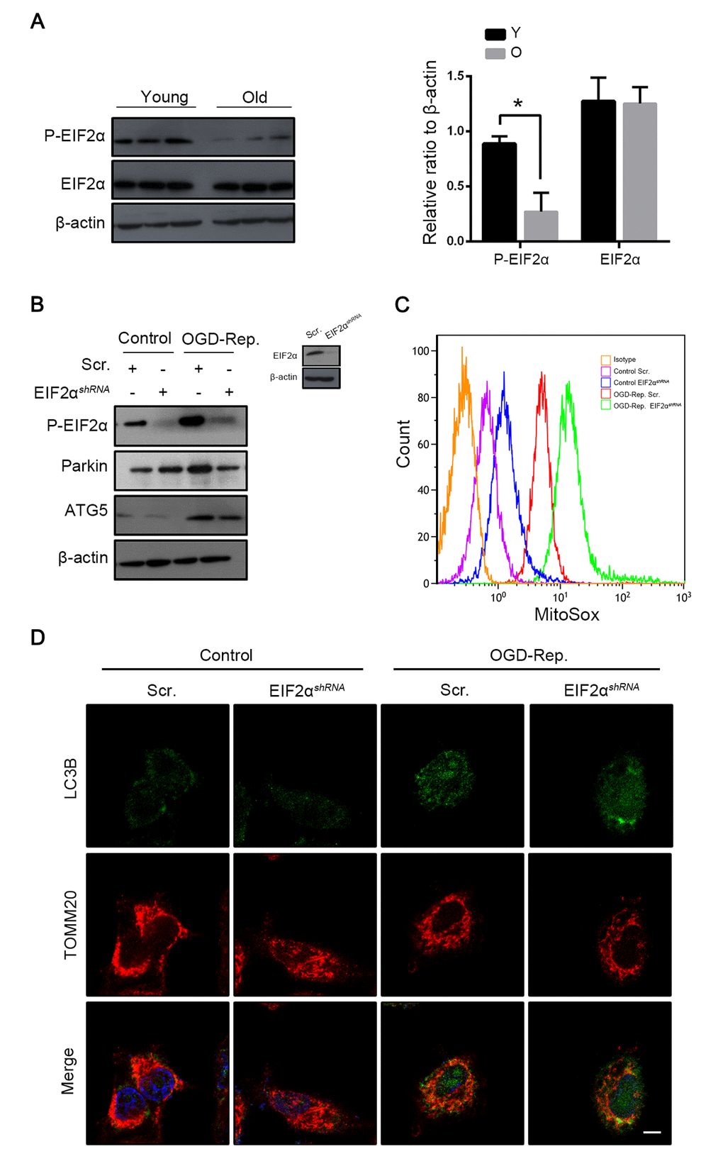 Phosphorylation of EIF2α induced mitophagy in L02 cells after OGD-Rep. with increased parkin expression. Mice of different age were treated as indicated (Y for young mice, O for old mice). (A) The EIF2α and phosphorylated EIF2α protein levels were determined by western blot analysis from the indicated groups. L02 cells were transfected with EIF2α shRNA (EIF2αshRNA) or control shRNA (Scr.). Transfected L02 cells were subjected to OGD for 24 h, followed by recovery in normal cell culture medium and oxygen for 2 h. (B) The whole cells lysate was collected and phosphorylated EIF2α, Parkin and Atg5 protein levels were determined by western blot analysis. (C) Mitochondria reactive oxygen species generation by was detected by MitoSOXred flow cytometry. (D) LC3B (green) and the mitochondrial marker TOMM20 (red) were stained by immunofluorescence. and the images were taken by confocal microscopy after 2 h of reperfusion. The data are expressed as mean ± SD. Statistical comparisons were performed with t-test. *P 