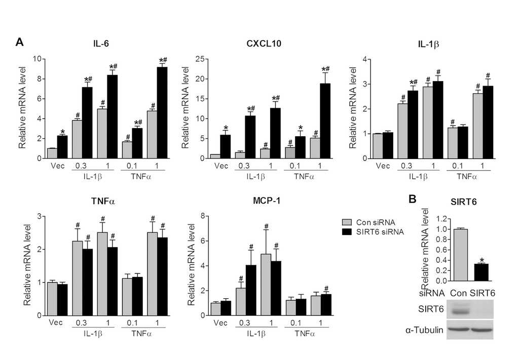 Sirt6 knockdown induces inflammation in vitro. Human primary corneal epithelial cells (HCEs) were transiently transfected with control siRNA (con) or Sirt6 siRNA. 24 hours after transfection, HCEs were treated with different concentrations of IL-1β (0.3 and 1 ng/ml), TNF-α (0.1 and 1 ng/ml) or vehicle (Vec) for 24 hours. (A) qPCR analysis of inflammatory gene expression. *PB) Knockdown of Sirt6 by siRNA in HCEs was confirmed by qPCR (upper panel) and Western blot analysis (lower panel). *p