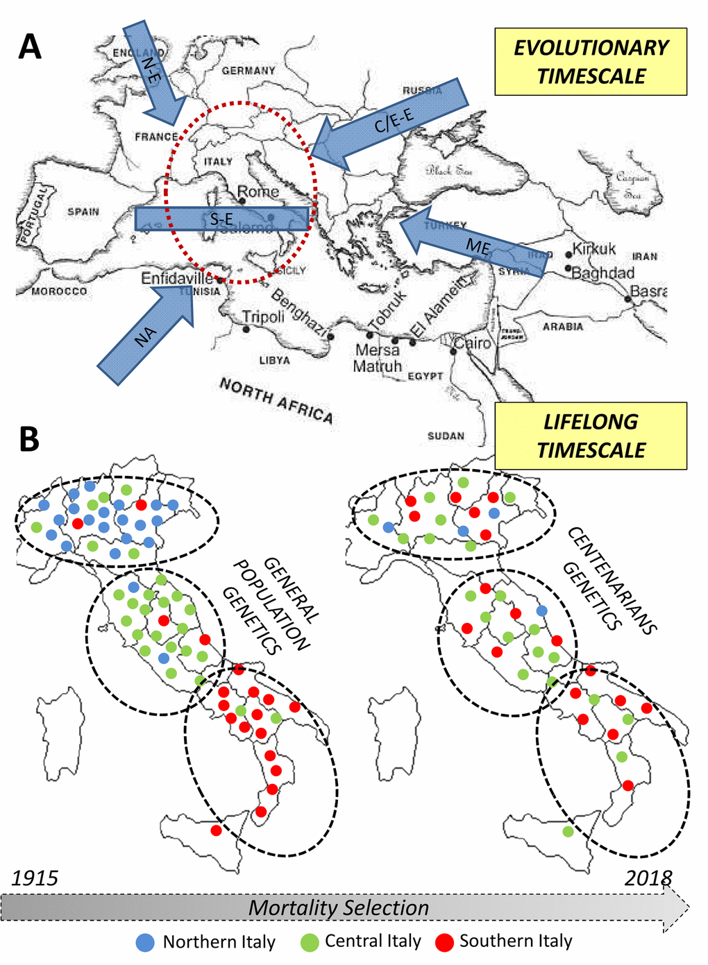 Overview of the diachronic approach used to combine information about processes occurred at different timescales (i.e. evolutionary and lifespan ones) in the study of the genetics of human longevity. (A) Northern European, N-E; Central/Eastern European, CE-E; Southern European, S-E; Middle Eastern, ME; Northern African, NA. (B) Each dot represents an individual in the general population - left - and in centenarians - right. The colour indicates the recruitment center and the position in the map indicates the genetic similarity).