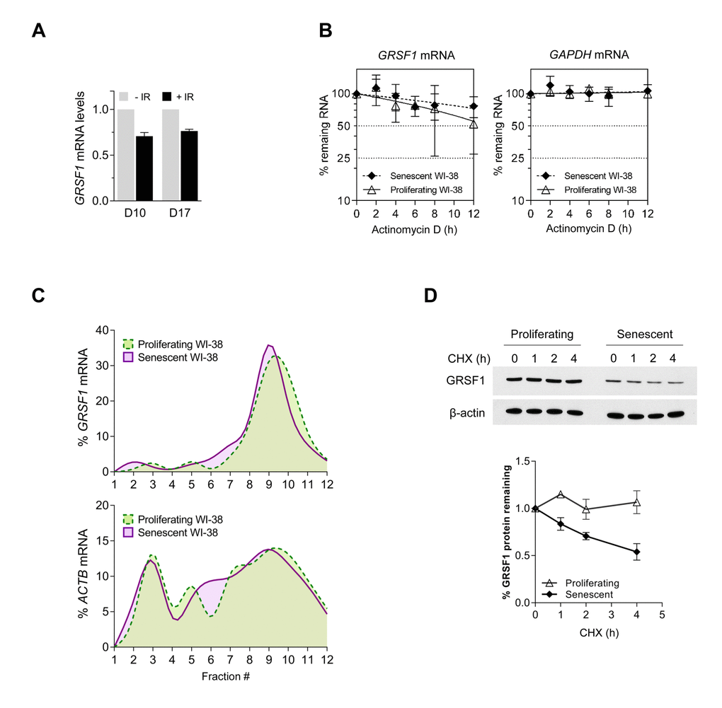 GRSF1 protein is unstable in senescent cells. (A) WI-38 fibroblasts were rendered senescent by exposure to 10 Gy of ionizing radiation (IR) followed by incubation for 10 days. Total RNA was then extracted and RT-qPCR analysis was used to measure GRSF1 mRNA levels and 18S rRNA levels (for normalization). (B) The stability of GRSF1 mRNA was studied by incubating proliferating (PDL23) and senescent (PDL55) WI-38 fibroblasts with actinomycin D and measuring the rate of clearance of GRSF1 mRNA (and GAPDH mRNA, a stable mRNA encoding housekeeping protein GAPDH) by RT-qPCR analysis; mRNA levels were normalized to 18S rRNA levels, quantified in the same samples. (C) GRSF1 translation was compared between proliferating (PDL23) and senescent (PDL55) WI-38 fibroblasts by fractionating polysomes and assessing throughout the sucrose gradients the distribution of GRSF1 mRNA and ACTB mRNA [encoding the control protein ACTB (β-Actin) and chosen because it is not generally subject to translational control]. Fractions 1 and 2 were devoid of ribosome particles, fractions 3-5 contained ribosomal subunits and monosomes, fractions 6-8 contained low-molecular weight polysomes, and fractions 9-12 contained high-molecular-weight polysomes (not shown). (D) The relative stability of GRSF1 protein in proliferating and senescent WI-38 fibroblasts was measured following incubation with 100 µg/mL of cycloheximide to block de novo protein synthesis. Lysates were prepared at the times shown and Western blot analysis was used to assess the levels of GRSF1 and β-Actin; after quantification by densitometry, the relative signal intensities were plotted. Data in (A,D) represent the means and S.D. from two independent experiments. Data in (B) represent the means and S.D. from three independent experiments.