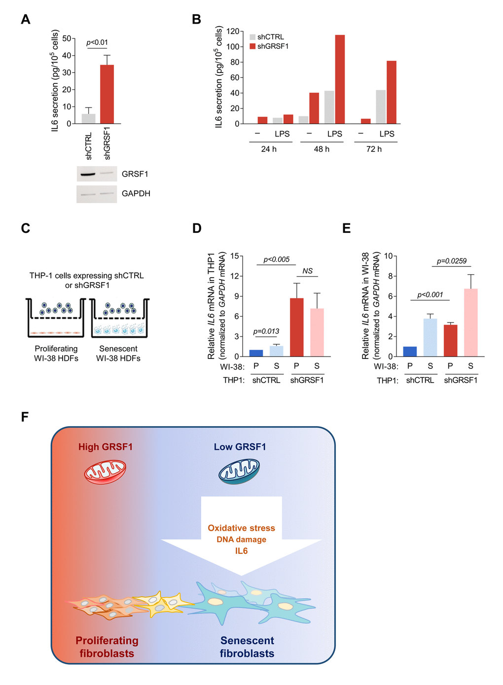 Loss of GRSF1 increases the paracrine actions of IL6. (A) THP-1 monocytes expressing lentiviral shGRSF1 or shCTRL were maintained in normal culture medium (containing 10% FBS), and the amount of IL6 secreted into the CM was measured by ELISA. (B) Human monocyte THP-1 cells were infected with shGRSF1 or shCTRL lentiviruses to produce different steady-state levels of GRSF1 constitutively. The levels of IL6 secretion by these cells was measured by ELISA; treatments with LPS (50 ng/mL) for 24, 48, and 72 h were included as positive controls for IL6 production. (C-E) Schematic of the co-culture setup. Proliferating (PDL20-25) or senescent (PDL55-60) WI-38 fibroblasts were plated in the lower chamber, and THP-1 cells constitutively expressing different levels of GRSF1, as explained in (A), were plated in the upper chamber. The chambers were separated by a selectively permeable membrane with 0.4 µm-diameter pores (C). Lentiviral shRNA-expressing THP-1 cells were co-cultured with either proliferating or senescent WI-38 fibroblasts for 48 h, and the levels of IL6 mRNA in THP-1 cells (D) and WI-38 cells (E) were quantified by RT-qPCR analysis. Data in A,D,E represent the means ±S.D. from three independent experiments. (F) Model: we propose that loss of GRSF1 contributes to cellular senescence characterized by oxidative stress, DNA damage, growth suppression, and IL6 production.
