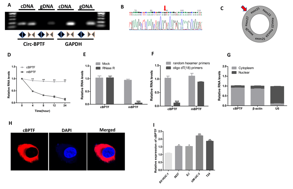 Validation and characteristics of circ-BPTF in BCa cells. (A) Gel electrophoresis analysis of the PCR products of circ-BPTF and linear BPTF. Divergent primers amplified circ-BPTF only in cDNA, whereas, convergent primers produced linear transcript in both cDNA and gDNA. GAPDH was applied as a linear control. (B) Sanger sequencing of circ-BPTF products amplified by PCR. The back-splice junction site was marked by the red arrow. (C) Schematic illustration showed that circ-BPTF was cyclized from exon 21 and exon 27 of BPTF. (D) The circular and linear form of BPTF levels were examined by qPCR after exposure to Actinomycin D in T24 cells. (E) Circ-BPTF and linear BPTF levels were detected by qPCR in T24 cells treated with or without RNase R. (F) qPCR analysis of circ-BPTF and linear BPTF using random or oligo dT (18) primers in the reverse transcription process. (G and H) Circ-BPTF is mainly presented in the cytoplasm of T24 cells verified by nuclear mass separation assay and FISH. (I) Expression of circ-BPTF in BCa cell lines (5637, EJ, UM-UC-3, T24) and normal urothelial cells (SV-HUC-1) was detected by qPCR. Data indicate means ± SEM. **P