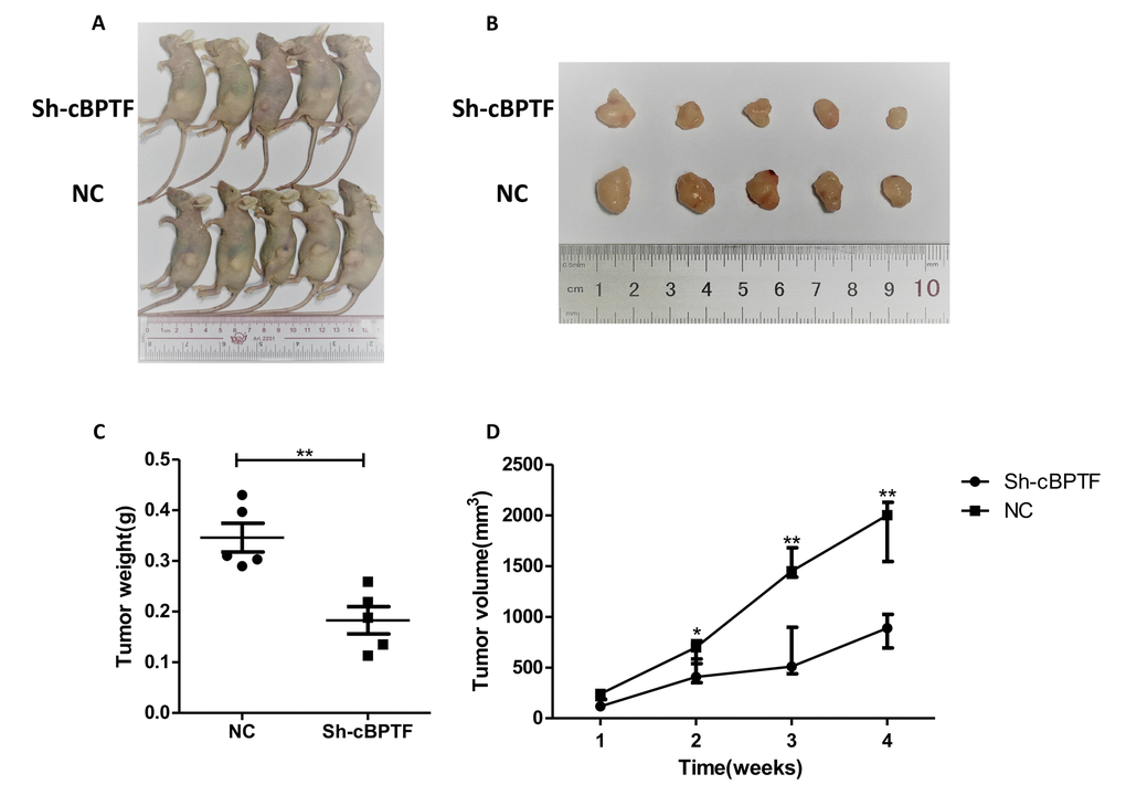 Knocking down circ-BPTF suppresses the growth of BCa cells in vivo. (A) Sh-circ-BPTF suppressed subcutaneous xenograft growth in vivo (n=5) (B) The Gross of subcutaneous xenograft tumors. (C, D) Analysis of tumor weight and volume of xenograft tumors. Data indicate means±SEM, *P