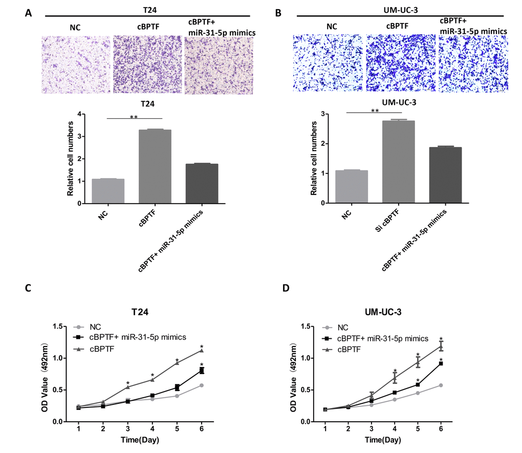 Overexpression of miR-31-5p attenuates the oncogenic effects of circ-BPTF in BCa cells. (A, B) The migratory ability enhanced by overexpression of circ-BPTF was attenuated after co-transfection with miR-31-5p mimics. (C, D) The proliferative ability enhanced by overexpression of circ-BPTF was also attenuated after co-transfection with miR-31-5p mimics. Data indicate means ± SEM. *P