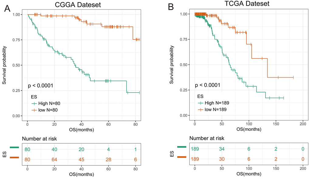 7-gene signature had good prognostic value in training and validation data set. (A) Kaplan–Meier survival analysis revealed high-ES group was worse in survival in CGGA data set. (B) Kaplan-Meier survival analysis proved high-ES was worse in survival in TCGA data set.