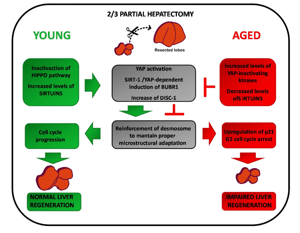 Intracellular factors affecting compensatory regeneration in aged livers.Young livers (left): reduction of the liver mass after PH leads to YAP/Sirtuin-dependent transcription of BubR1. BubR1, in turn, induces the cell adhesion protein DISC1 which provides the proper microstructural adaptation during regeneration. Aged livers (right): the increased levels of MSTs counteract YAP activation. Furthermore, as aging is associated to decreased SIRT-1 expression, there is a reduction of the YAP/Sirtuin-dependent transcription of BubR1. This lead to reduction of DSC1 expression, weakened microstructural adaptation and upregulation of p21. As a result, G1 cell cycle arrest and impairment of liver regeneration is observed.