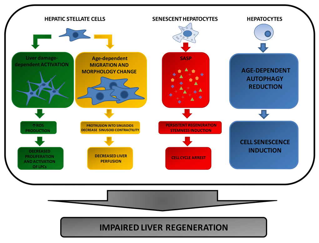 Extracellular factors affecting compensatory regeneration in aged livers. During ageing, activated HSC-induced chemokine production leads to a decreased activation and proliferation of Liver Progenitor Cells (LPCs). Since these cells are required to repopulate the liver following tissue injury, their decrease results in a reduced liver regenerative response. Furthermore, age-dependent HSC size increase and migration, can negatively affect hepatocyte proliferation by reducing liver perfusion. A further reason for the impaired liver regeneration of aged hepatocytes is due to the pro-inflammatory proteins chronically released by senescent hepatocytes that accumulate in the elderly as a consequence of a reduction of autophagy program.