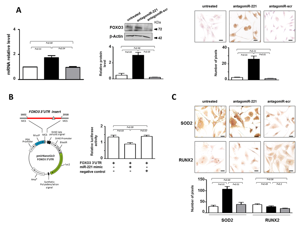 miR-221 targets FOXO3 in IVD cells. (A) Evaluation of the effect of antagomiR-221 treatment on FOXO3 expression. The expression levels of FOXO3 were assessed in antagomiR-221 treated de-differentiated P2 cells by qRT-PCR, Western blot and immunocytochemistry. mRNA data are presented as fold change relative to untreated cells. Results represent mean ± SD (n = 10). Exact P-values are reported. Representative Western blot of FOXO3 protein analysis is reported. Bar graphs show the densitometric analysis of all samples analyzed; β-Actin was used as loading control, data were expressed as ratio of FOXO3 in respect to β-Actin and presented as mean ± SD (n = 5). Representative optical photomicrographs of FOXO3 protein expression and localization assessed by immunocytochemistry are reported. Protein levels were quantified by densitometric analysis of immunocytochemical pictures using ImageJ software and expressed as means of pixels per one hundred cells ±SD (n = 10). Exact P-values are reported. Scale bars: 20 μm. In the graphs: antagomiR-221 (black column), scrambled oligonucleotide (antagomiR-scr) (gray column) treated or untreated (white column) cells are reported. (B) Validation of miR-221 target site in the FOXO3 3’-UTR by reporter gene assay in IVD cells. A luciferase reporter vector containing partial sequence (+1602/+2018) of the FOXO3 3’-UTR harboring the predicted miR-221 target site (gray triangle), in the 3’ UTR of a Nano Luc luciferase gene was used. P2 cells were transfected for 48 hours with a combination of reporter constructs (100 ng) along with miR-221 mimic or Negative control (30 nM). Afterwards, Nano Luc luciferase reporter gene (NlucP) and Firefly luciferase control reporter activities (luc2) were measured using a Nano-Glo Dual-Luciferase assay and represented as mean ±SD (n = 5). Exact P-values are reported. (C) The expression of SOD2 and RUNX2 was assessed by immunocytochemistry. Representative optical photomicrographs are reported. Protein levels were quantified by densitometric analysis of immunocytochemical pictures using ImageJ software and expressed as means of pixels per one hundred cells ±SD (n = 10). Exact P-values are reported. Scale bars: 20 μm. In the graphs, antagomiR-221 (black column), scrambled oligonucleotide (antagomiR-scr) (gray column) treated or untreated (white column) cells are reported.