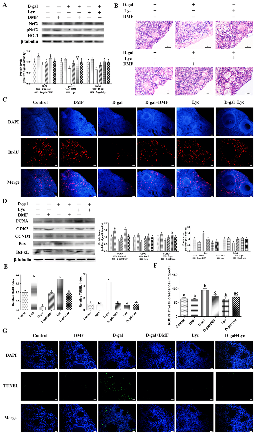 Protective effect of lycopene on oxidative stress in aged ovarian tissues was similar to the effects of DMF. (A) Relative changes in the expression of Nrf2, pNrf2 and HO-1 after treatment with D-gal alone or combined with DMF or lycopene. (B) Changes in the morphology of ovarian tissues after treatment with D-gal alone or combined with DMF or lycopene, scale bar: 50 µm. (C and E) Changes in BrdU index in ovarian tissues after treatment with D-gal alone or combined with DMF or lycopene, scale bar: 20 µm. (D) Relative changes in the expression of proteins related to cell proliferation and cell apoptosis in ovarian tissues after treatment with D-gal alone or combined with DMF or lycopene. (E and G) Changes in TUNEL index in ovarian tissues after treatment with D-gal alone or combined with DMF or lycopene, scale bar: 20 µm. (F) Changes in ROS levels of the ovarian tissues after treatment with D-gal alone or combined with DMF or lycopene. Values are expressed as the means±s.e.. Different lowercase letters indicate significant differences (P 