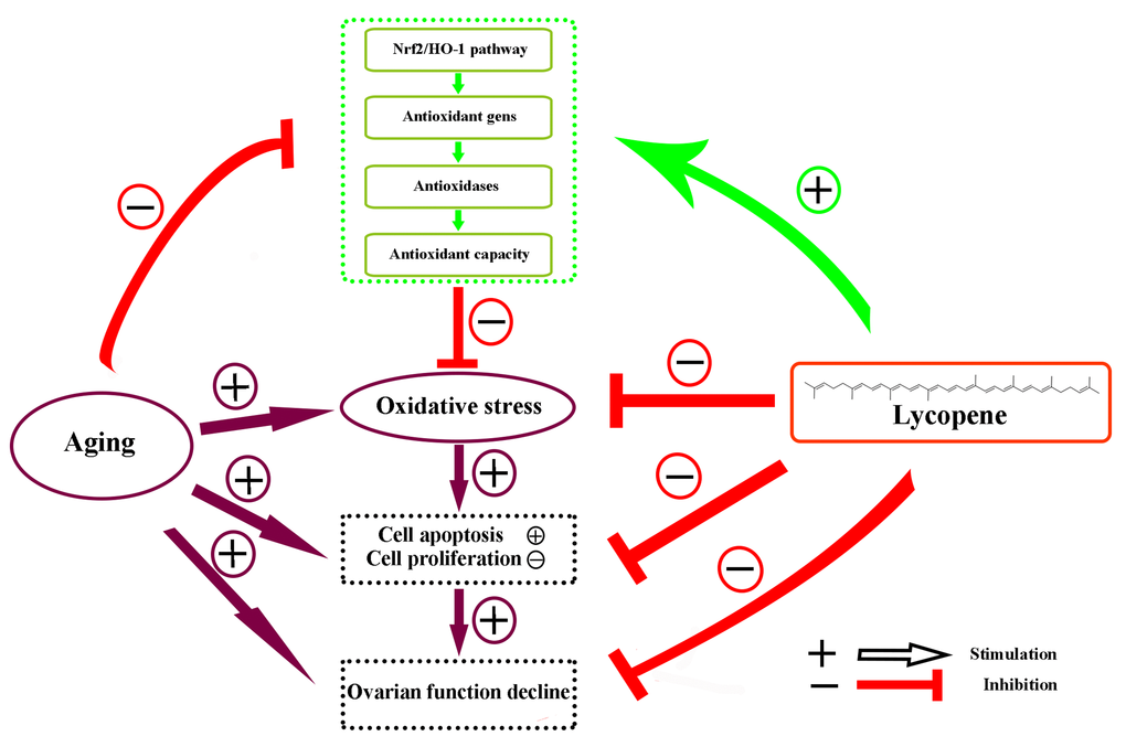 Schematic diagram summarizing the mechanisms underlying the attenuating effect of lycopene against ovarian oxidative stress during the aging process in chickens. The Nrf2/HO-1 pathway was down-regulated in the natural aging process in the laying hens. Lycopene attenuated the oxidative stress in aging ovaries via the activation of Nrf2/HO-1 pathway.