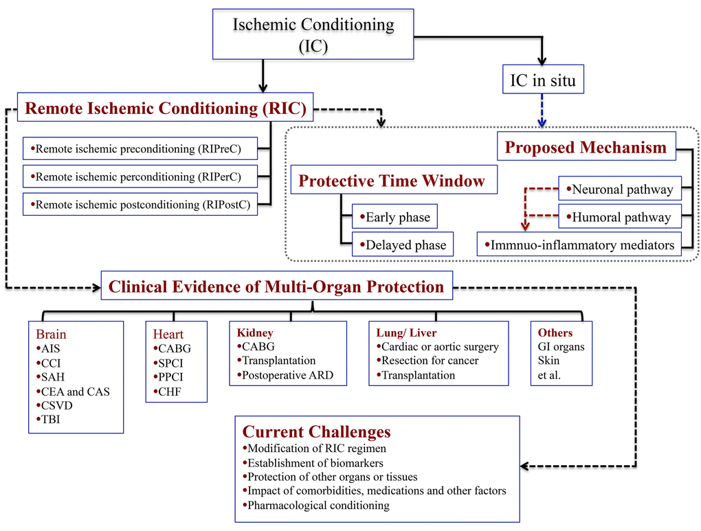 Schematic diagram showing the main points pertaining to the study. Abbreviations: AIS, acute ischemic stroke; CCI, Chronic cerebral ischemia; SAH, subarachnoid hemorrhage; CEA, carotid endarterectomy; CAS, carotid angioplasty and stenting; CSVD, cerebral small vessel disease; TBI, traumatic brain injury; CABG, coronary artery bypass graft surgery; SPCI, selective percutaneous coronary intervention; PPCI, primary percutaneous coronary intervention; CHF, chronic heart failure; ARD, acute renal dysfunction.