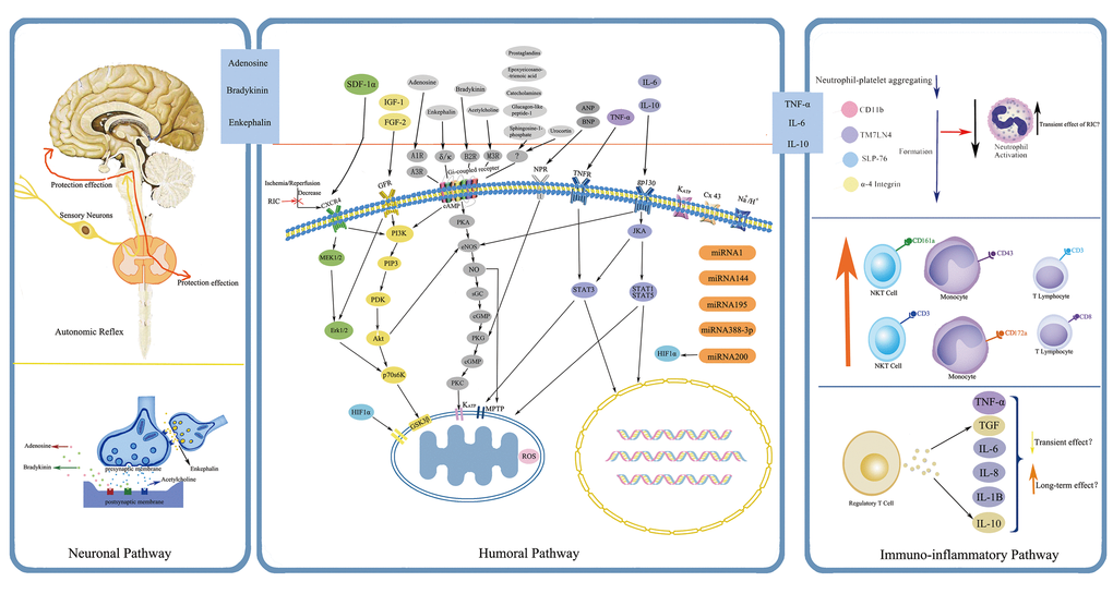 Simplified overview of the protective pathways of Remote Ischemic Conditioning (RIC). eNOS/PKG pathway is presented in gray, RISK pathway in yellow and green, and SAFE pathway in purple. Abbreviations: RISK, reperfusion injury salvage kinase; SAFE, survivor activating factor enhancement; SDF-1α, stromal cell derived factor-1α; IGF-1, insulin like growth factor-1; FGF-2: fibroblast growth factor-2; ANP, atrial natriuretic peptide; BNP, brain natriuretic peptide; TNF-α, tumor necrosis factor-α; IL-6, interleukin-6; IL-10, interleukin-10; CXCR4, chemokine 4 receptor; GFR, growth factor receptor; A1R, A3R, adenosine receptor A1, A3; δ/κ, δ- and κ- opioid receptor; B2R, bradykinin receptor B2; M3R, muscarinic receptor M3; NPR, natriuretic peptide receptor; TNFR, tumor necrosis factor receptor; gp130, glycoprotein 130; KATP, ATP-dependent potassium channel; Cx 43, connexin43; MEK1/2, also known as mitogen-activated protein kinase kinase 1/2; Erk1/2, extracellular-regulated kinases 1/2; PI3K, phosphatidylinositol-4, 5-bisphosphate3-kinase; PIP3, phos-phatidylinositol-3, 4, 5-biphosphate; PDK, phosphatidylinositol kinase; Akt, also known as protein kinase B; P70s6K, p70 ribosomal protein s6 kinase; GSK3β, glycogen synthase kinase 3β; HIF-1α, hypoxia inducible factor-1α; cAMP, cyclic adenosine monophosphate; PKA, protein kinase A; eNOS, endothelial nitric oxide synthase; NO, nitric oxide; sGC, soluble guanylate cyclase; cGMP, cyclic guanine monophosphate; PKG, protein kinase G; PKC, protein kinase C; MPTP, mitochondrial permeability transition pore; JKA, Janus kinase; STAT1, STAT3, STAT5, signal transducer and activator of transcription 1, 3, 5; ROS, reactive oxygen species; miRNA, microRNA.