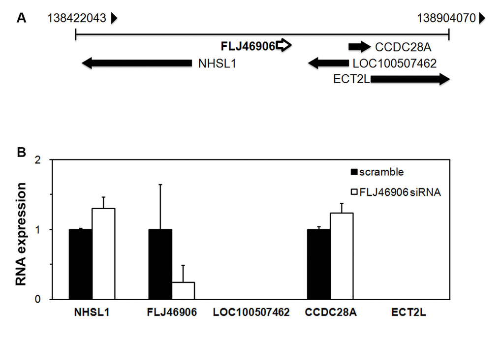 The lncRNAFLJ46906 does not regulate the expression of neighboring genes. (A) Genome map around FLJ46906 gene locus on chromosome 6. (B) The expression of two of the FLJ46906’s neighboring genes is not affected by knockdown of FLJ46906, as determined by qPCR; two other neighboring genes are not expressed in neonatal fibroblasts (n = 3, mean ± SD).
