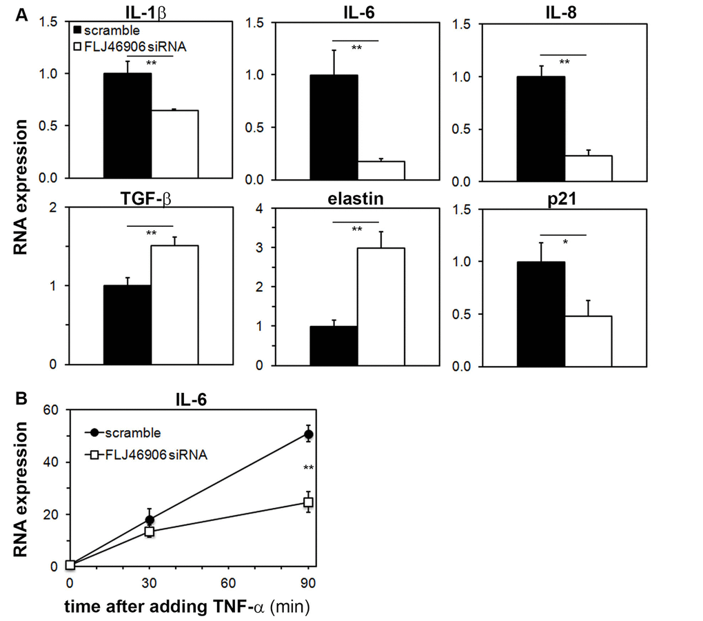 Aging-associated genes are regulated by the lncRNA FLJ46906. (A) Baseline expression of IL1B (interleukin-1β), IL6 (interleukin-6), CXCL8 (interleukin-8), TGFB (transforming growth factor-b), and ELN (elastin), as determined by qPCR, is altered by knockdown of FLJ46906 (n = 3, mean ± SD, *p B) The induction of IL-6 by TNF-α (20 ng/ml; R&D Systems) is partially inhibited by knockdown of FLJ46906 (n = 3, mean ± SD, **p 