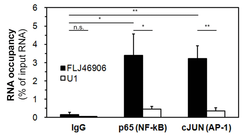 The lncRNA FLJ46906 binds to the transcription factors NF-κB and AP-1. FLJ46906 was amplified using qPCR after immunoprecipations with antibodies against p65 (NF-κB) or cJUN (AP-1). U1 = negative RNA control; IgG = negative protein control (n = 3 independent experiments, triplicate samples each; mean ± SEM, *p 