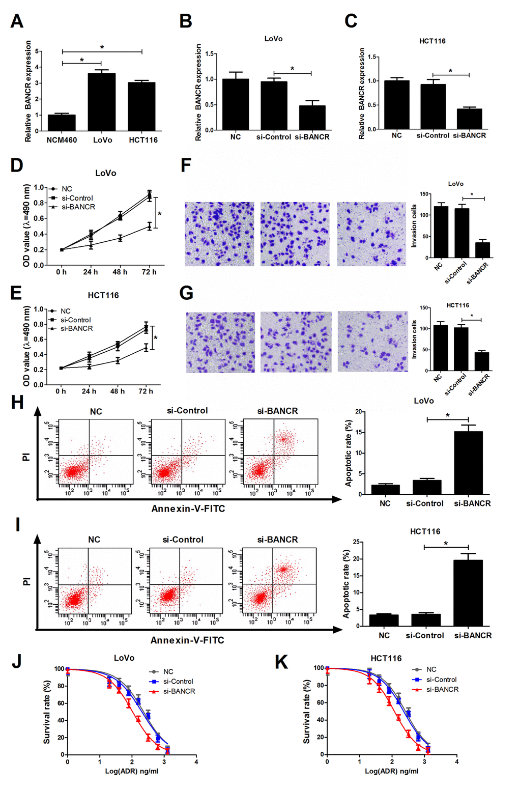 BANCR knockdown suppressed invasion, proliferation, induced apoptosis and increased ADR sensitivity in CRC cells. (A) Expression of BANCR in human normal colon mucosal epithelial cell line (NCM460) and CRC cell lines (LoVo and HCT116) was detected using RT-qPCR assay. (B-K) LoVo and HCT116 cells were transfected with si-Control or si-BANCR with untransfected (NC) or si-Control-transfected cells acted as blank or mock control, respectively. (B and C) Knockdown efficiency of si-BANCR was evaluated by RT-qPCR assays at 48 h upon transfection. (D and E) The effect of BANCR depletion on proliferation ability was measured by MTT assay at the indicated time points (0, 24, 48, 72 h) upon transfection in LoVo and HCT116 cells. (F and G) The effect of BANCR knockdown on invasion capability was assessed at 48 h after transfection by transwell invasion assay in LoVo and HCT116 cells. (H and I) The effect of BANCR deficiency on apoptotic rate was detected in LoVo and HCT116 cells at 48 h posttransfection by flow cytometry via double-staining of Annexin-V-FITC and PI. (J and K) LoVo and HCT116 cells were treated with different concentrations of ADR (0, 20, 40, 80, 160, 320, 640, 1280 ng/ml) for 48 h, followed by the determination of cell survival rate using MTT assay. *P 
