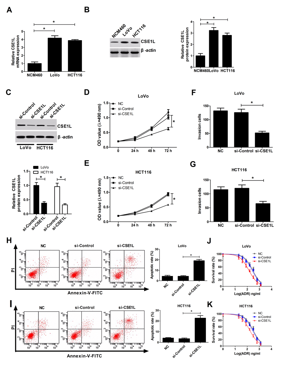 CSE1L downregulation resulted in a reduction of invasion and proliferation capacities, and an increase of apoptosis rate and ADR sensitivity in CRC cells. (A and B) CSE1L expressions at mRNA and protein levels were measured by RT-qPCR and western blot assays in NCM460, LoVo and HCT116 cells. (C) LoVo and HCT116 cells were transfected with si-Control or si-CSE1L, followed by measurement of CSE1L protein level via western blot assay at 48 h upon transfection. (D and E) The effect of CSE1L silencing on proliferation was assessed by MTT analysis in LoVo and HCT116 cells. (F and G) The effect of CSE1L knockdown on invasion was detected via transwell invasion assay in LoVo and HCT116 cells. (H and I) The effect of CSE1L deficiency on apoptotic rate was tested by flow cytometry in LoVo and HCT116 cells. (J and K) LoVo and HCT116 cells were transfected with si-Control or si-CSE1L for 24 h, then untransfected or transfected cells were treated with different concentrations of ADR (0, 20, 40, 80, 160, 320, 640 and 1280 ng/ml) for another 48 h, followed by the detection of cell survival rate using MTT assay. *P 