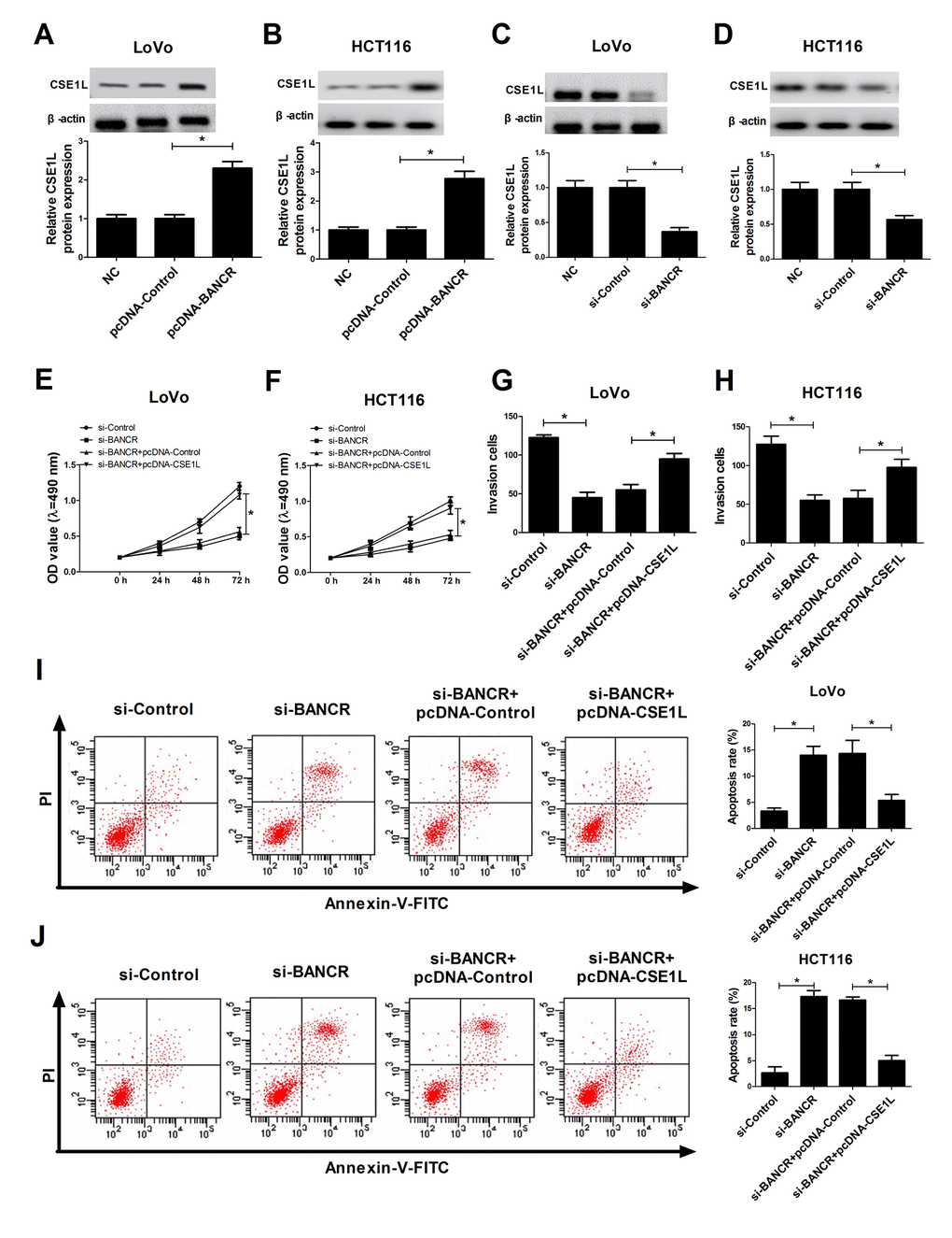 CSE1L overexpression abrogated si-BANCR-mediated anti-invasion, anti-proliferation and pro-apoptosis effects in CRC cells. (A and B) The effect of BANCR overexpression on CSE1 L protein level was detected in LoVo and HCT116 cells. (C and D) The effect of BANCR knockdown on CSE1 L protein expression was measured in LoVo and HCT116 cells. (E-J) LoVo and HCT116 cells were transfected with si-Control, si-BANCR, si-BANCR+pcDNA-Control, si-BANCR+pcDNA-CSE1L, followed by the determination of cell viability (E and F), invasion capacity (G and H) and apoptosis rate (I and J). *P 