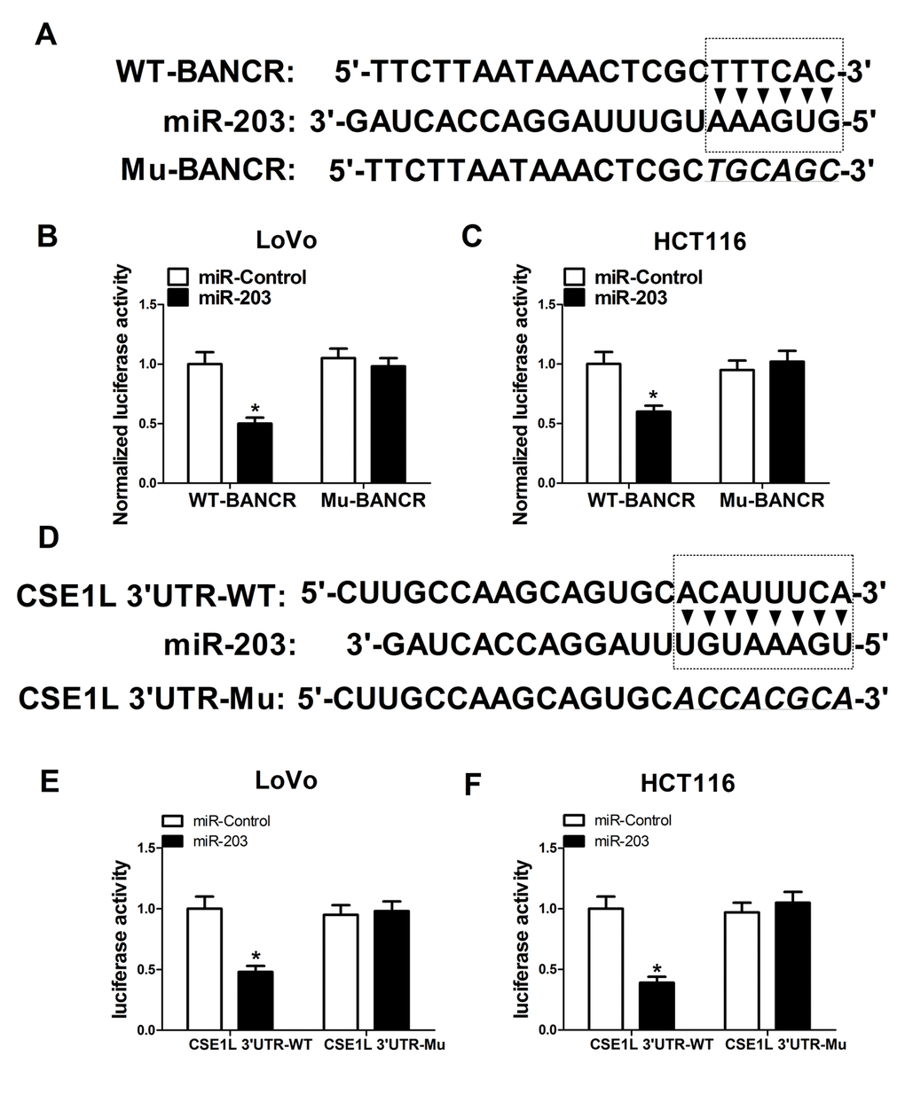 BANCR acted as a molecular sponge of miR-203 to sequester miR-203 away from CSE1L in CRC cells. (A) Predicted binding sites between BANCR and miR-203, and mutant sites in Mu-BANCR reporter. (B and C) The effects of miR-203 overexpression on luciferase activity of WT-BANCR and Mu-BANCR reporters were detected in LoVo and HCT116 cells. (D) Putative binding sequences between miR-203 and CSE1L 3’UTR, and mutant sites in CSE1L 3’UTR-Mu reporter. (E and F) The effects of miR-203 overexpression on luciferase activity of CSE1L 3’UTR-WT and CSE1L 3’UTR-Mu reporters were determination in LoVo and HCT116 cells.