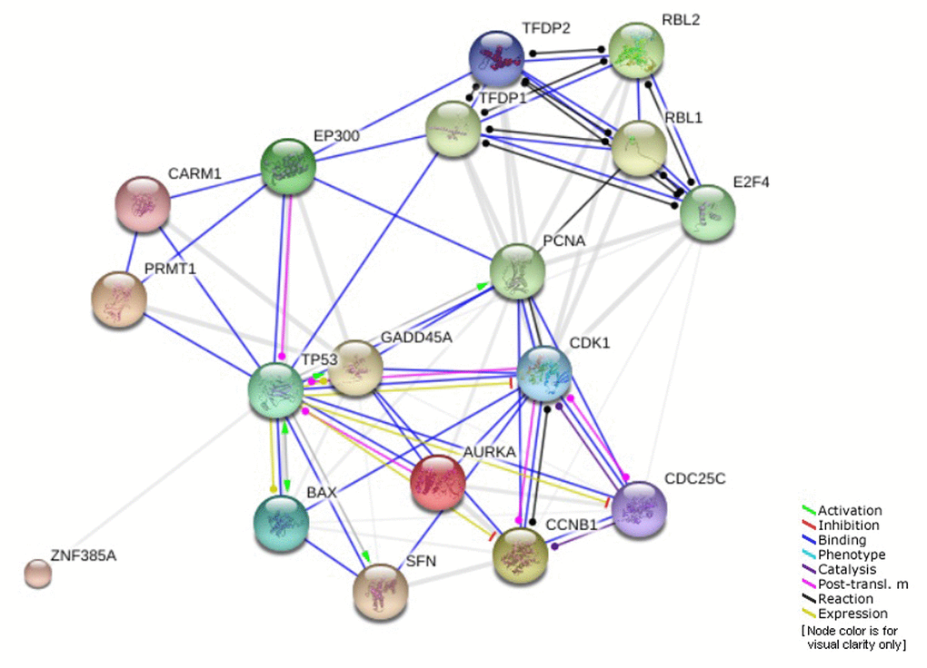 Genes involved in G2 cell cycle arrest pathway regulated by TP53.