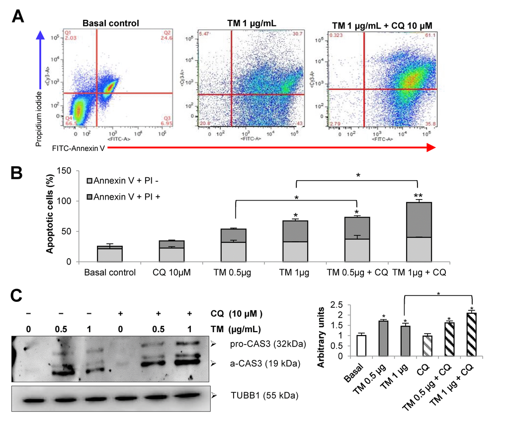 Disturbance of autophagy rendered mouse alveolar epithelial cells vulnerable to apoptosis after tunicamycin-induced ER stress. Mouse alveolar epithelial MLE12 cells were treated with vehicle control or 0.5 and 1 μg/ml tunicamycin alone or in combination with chloroquine 10µM for 24h. Apoptosis was determined by flow cytometric analysis of Annexin-V–FITC/ PI-stained cells after 24 h. Representative data (A) and cumulative data (B) from 3 independent experiments. (C) Representative immunoblot of pro- and active CAS3 in mouse alveolar epithelial MLE12 cells treated as indicated. β-tubulin was used as loading control. Densitometry. Protein levels were normalized to vehicle control. Results represent mean ± SD. Statistical significance was determined by one-way ANOVA (* p