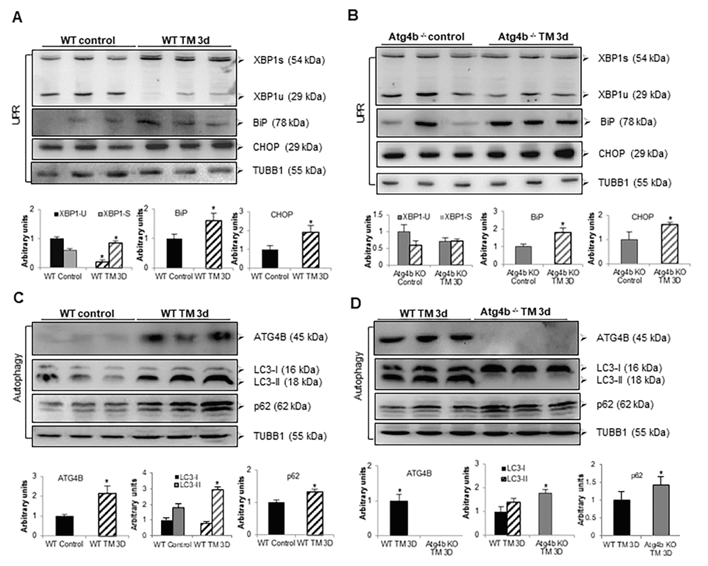 Tunicamycin treatment induces ER stress but not autophagy in lungs from Atg4b-/- mice. (A) Representative immunoblots of ER stress biomarkers in lung tissue from WT vehicle-control and WT tunicamycin-treated mice at 3 days post-challenge. (B) Representative immunoblots of ER stress biomarkers in lung tissue from Atg4b vehicle-control and Atg4b tunicamycin-treated null mice at 3 days post-challenge. (C) Representative immunoblots of ATG4B, LC3-I/ II, and p62 in lung tissue from WT vehicle-control and WT tunicamycin-treated mice at 3 days post-challenge. (D) Representative immunoblots of ATG4B, LC3-I/ II, and p62 in lung tissue from WT compared to Atg4b null mice after 3 days of tunicamycin treatment. β-tubulin was used as loading control in all experiments. Densitometry analysis (bottom panels). Results are shown as mean ± SD. Statistical significance was determined by Student´s t-test (*p 