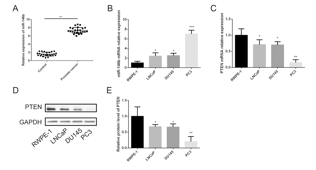 Expression of miR-146b and PTEN in PCa tissues and cell lines. (A) The qRT-PCR results showed that miR-146b mRNA was significantly upregulated in PCa tissues compared to the matched adjacent non-tumor tissues. (B) The qRT-PCR results showed that miR-146b mRNA was significantly upregulated in PCa cell lines. (C) The qRT-PCR results showed that PTEN mRNA was significantly downregulated in PCa cell lines. (D-E) The western blot results showed that protein level of PTEN was significantly downregulated in PCa cell lines. (*P P P 