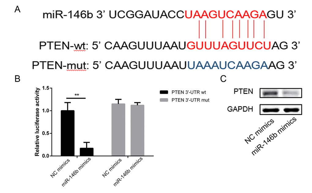 MiR-146b directly targeted the 3’-UTR of PTEN mRNA. (A) Schematic representation of the mature miR-146b sequence, putative miR-146b target site in the 3’-UTR of PTEN mRNA. (B) Overexpression of miR-146b markedly decreased the relative luciferase activity in the WT 3’-UTR of PTEN mRNA, while the mutated 3’-UTR of PTEN was insensitive to miR-146b overexpression. (C-D) MiR-146b mimic transfection decreased the expression of PTEN significantly. (**P 