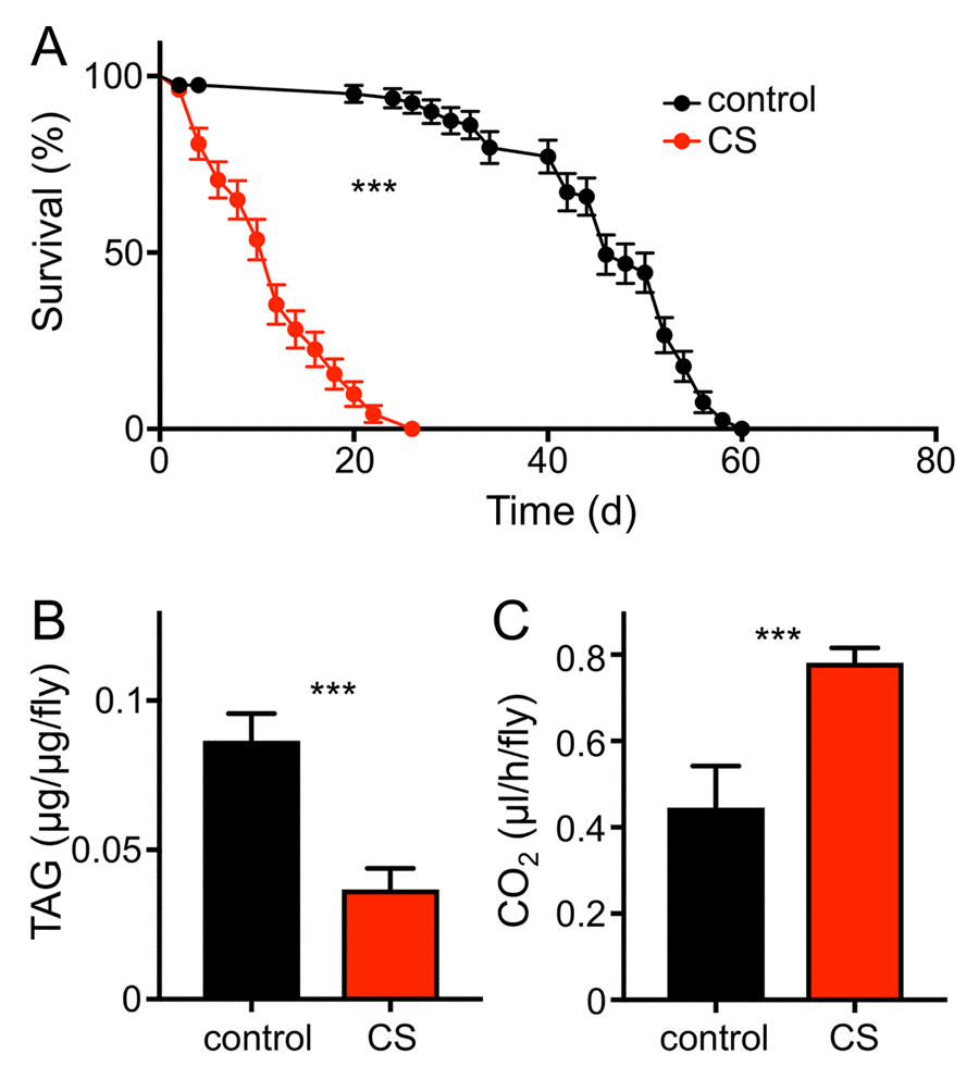 CS exposure alters physiological parameters. (A) Lifespan of chronically CS exposed w1118 female flies (red symbols) compared to that of matching controls (black symbols). Statistical analysis revealed signficant differences (pB) Body fat contents of 10d CS exposed w1118 females (red) and of matching controls (black). Mean values are significantly different (pC) Mean metabolic rate of w1118 females after 10d of CS exposure and their matching controls (p