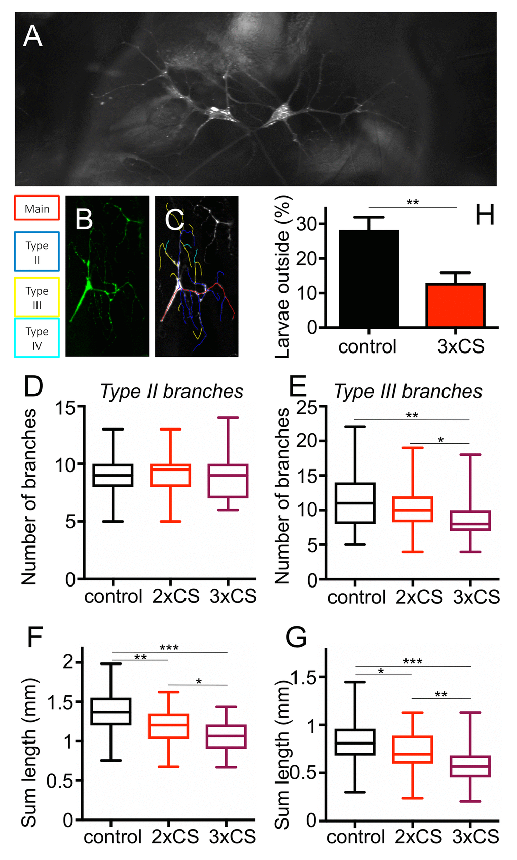 Effect of CS exposure on terminal cells of 3rd instar larvae. Representative terminal cells of the dorsal branch in the third segment of Drosophila L3 larvae, where GFP was expressed under UAS control with a terminal cell specific GAL4 driver to visualize these tracheal terminal cells (A). For the analyses of the branching pattern, only one of the two terminal cells was analysed per replicate (A). Tracing of Type2, type3 and type4 branches was done with NeuronJ (B, B’). (C) The number of Type II branches was evaluated in control animals (black, those treated for 2 days with CS (red) and those treated for 3days with CS (violet). (D) as described for C, but focused on type III branches. Total lengths of type II (E) and type III (F) branches were measured. Also, the more frequent the smoke exposure, the shorter the length of Type II and III branches. To test for physiological changes after prolonged CS exposure, we analyzed the flight response of L3 larvae to reduced oxygen conditions. The percentage of larvae leaving the medium, after decreasing the concentration of O2 to 2.5-4%, was calculated. (* means p