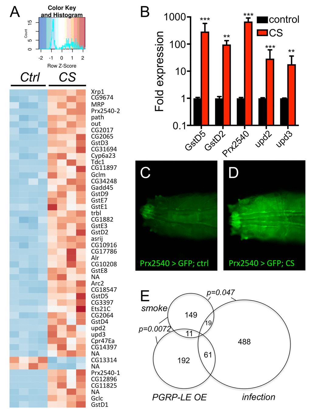 Transcriptomic analyses of CS exposed trachea from 3rd instar larvae. (A) RNA sequencing experiment of trachea derived from nontreated (control) and CS exposed animals (CS) revealed a total of 143 genes significantly upregulated and 36 genes significantly downregulated in response to CS exposure (pB). Transgenic animals carrying a Gal4 element under the control of the presumptive Prx2540 promoter (C, D) crossed to UAS-GFP flies and not exposed to CS (C) or exposed to CS (D). (E) Venn diagram analyses of those genes that were significantly regulated in respinse to CS exposure (smoke) compared with those regulated in response to infection (infection) and those regulated in response to ectopic PGRP-LE expression (PGRP-LE OE).