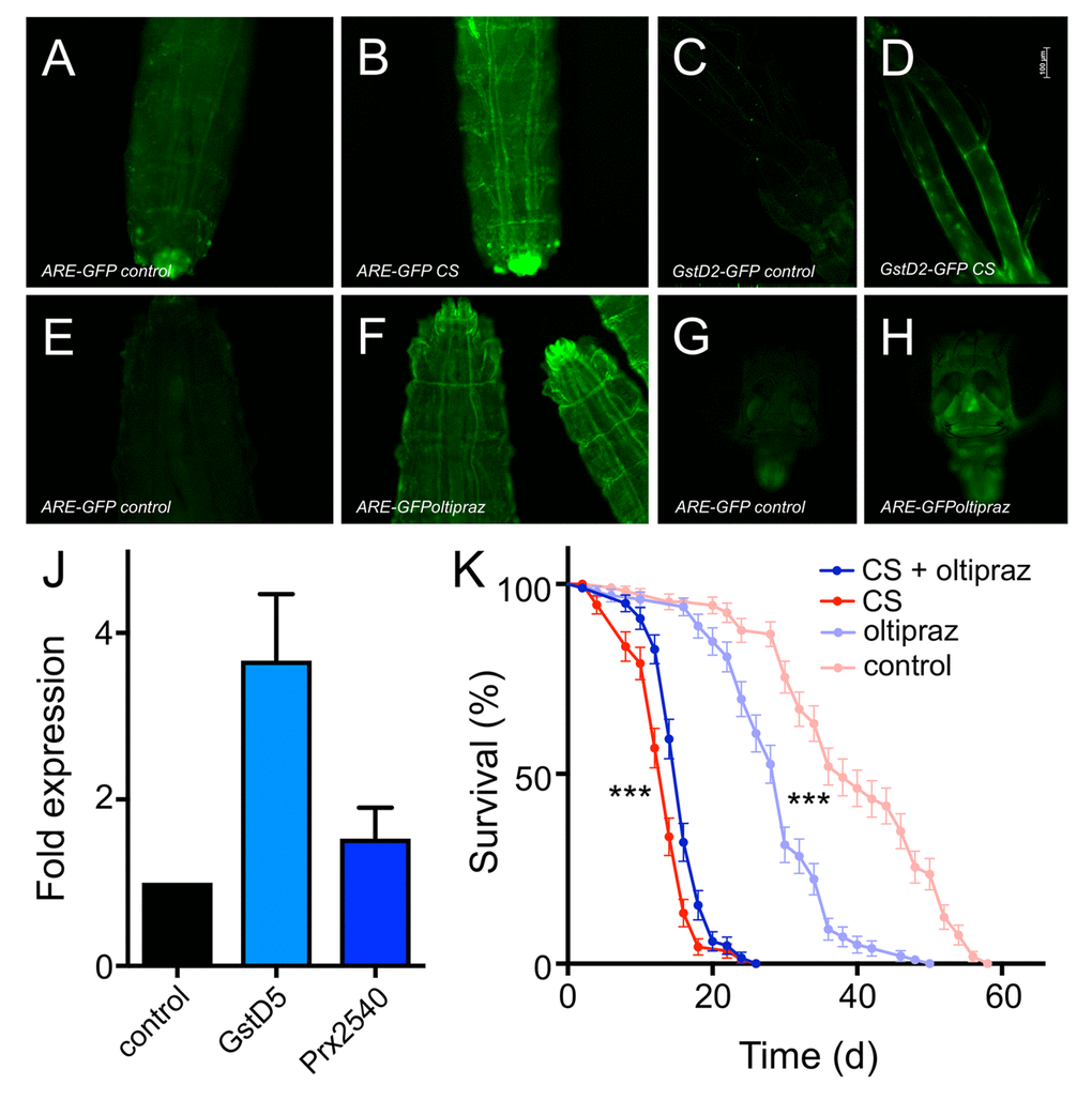 Oltipraz ectopically activates Nrf2 signaling and increases lifespan of CS exposed flies. CS exposure impacts the expression of GFP in Nrf2 reporter lines (A-D). 3rd instar ARE-GFP larvae were left untreated (A) or exposed to CS (B). GstD2-GFP animals left untreated (C) or CS exposed (D). Impact of oltipraz on the activation of Nrf2 signaling in 3rd instar larvae (E-H). 3rd instar ARE-GFP larvae were left untreated (E) or exposed to oltipraz (F). GstD2-GFP animals left untreated (G) or treated with oltipraz (H). Effect of oltipraz on the transcript levels of canonical Nrf2 target genes (J, N=3, means ±S.D., n = 5, p > 0.01 for gstd5). Lifespan analysis of CS exposed animals (daily doses) that were left otherwise untreated (red symbols) or that were chronically confronted with oltipraz (blue symbols) (p