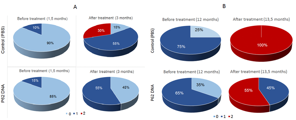 Effect of treatment with p62 - plasmid on the retinopathy developing in OXYS rats at 1.5 and 12 months of age. The data are presented as percentage of eyes with stages (0, 1 and 2) of retinopathy before and after treatment in control (PBS) and p62-treated OXYS rats. In each group, 20 eyes of 10 animals were examined.