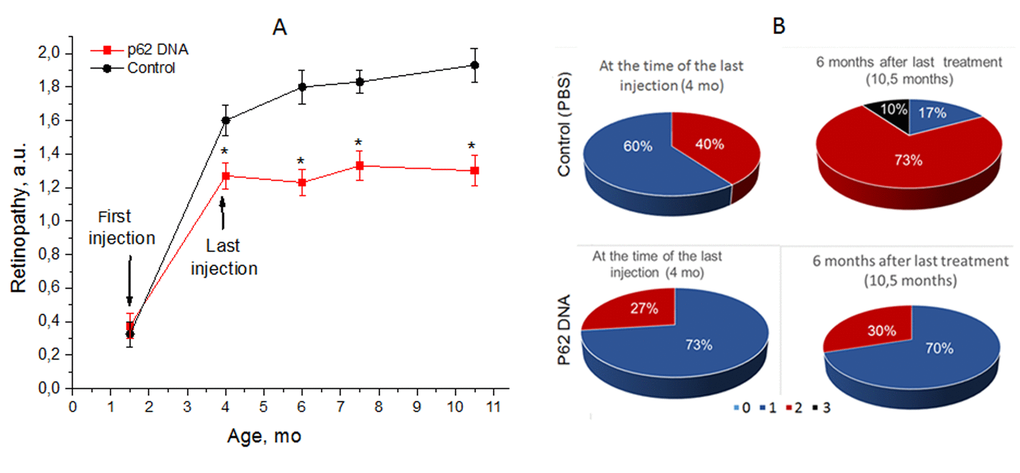 p62 DNA suppressed development of retinopathy and the effect persisted for 6 months after the last injection. (A) The data are presented as a.u. corresponding to the stages of retinopathy. *A significant increase in the severity of retinopathy according to the pairwise comparisons of the eye condition before and after treatment. (B) Stages of retinopathy in 4- and 10.5-month-old controls and p62 treated OXYS rats. Treatment was started at the age 1.5 months. In each group, 30 eyes of 15 animals were examined. The data are presented as the percentage of eyes with stages (0, 1, 2 and 3) of retinopathy.